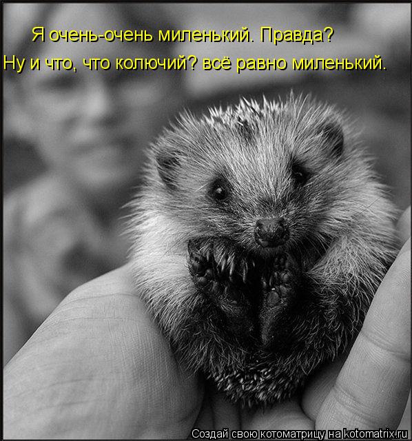 Я очень-очень миленький. Правда? Ну и что, что колючий? всё равно миленький.... Котоматрица: Я очень-очень миленький. Правда? Ну и что, что колючий? всё равно миленький.
