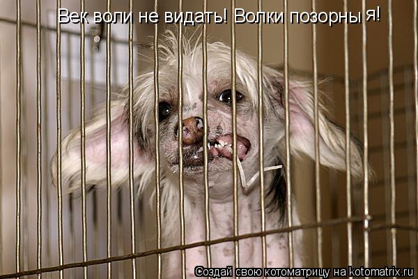 Котоматрица: Век воли не видать! Волки позорны   я!