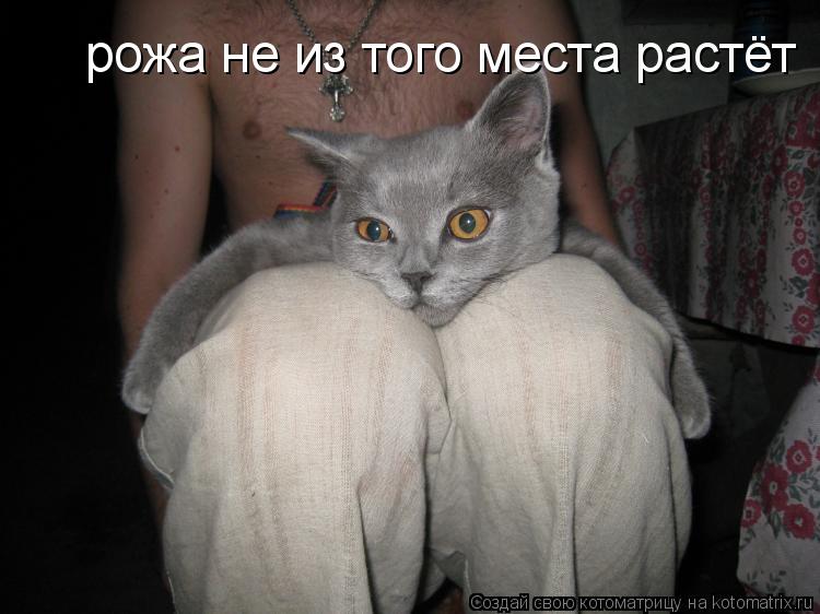 рожа не из того места растёт... Котоматрица: рожа не из того места растёт
