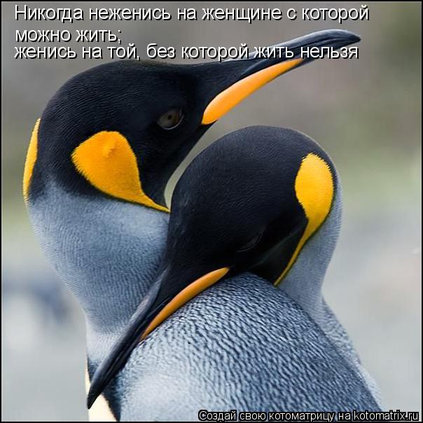 Никогда неженись на женщине с которой можно жить; женись на той, без которой жить нельзя... Котоматрица: Никогда неженись на женщине с которой можно жить; женись на той, без которой жить нельзя