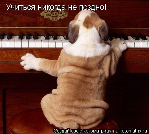 Учиться никогда не поздно!... Котоматрица: Учиться никогда не поздно!