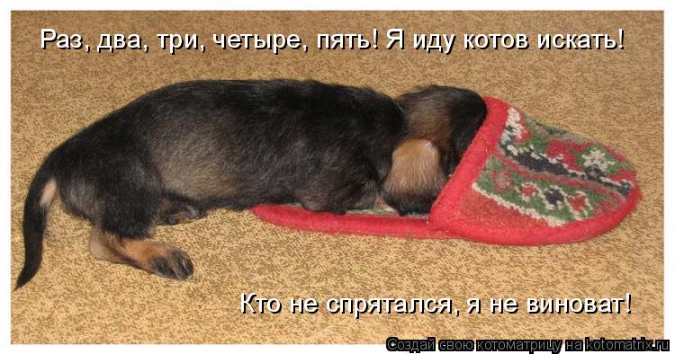Раз, два, три, четыре, пять! Я иду котов искать! Кто не спрятался, я не виноват!... Котоматрица: Раз, два, три, четыре, пять! Я иду котов искать! Кто не спрятался, я не виноват!