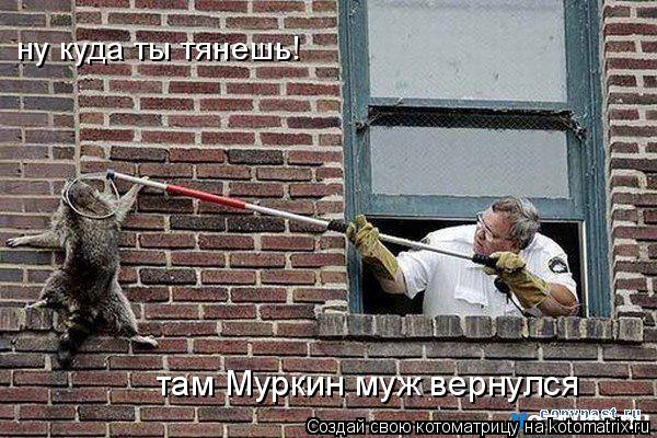 ну куда ты тянешь! там Муркин муж вернулся... Котоматрица: ну куда ты тянешь! там Муркин муж вернулся