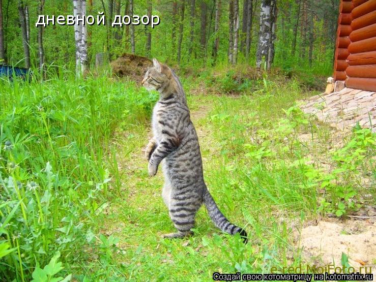 Котоматрица: дневной дозор