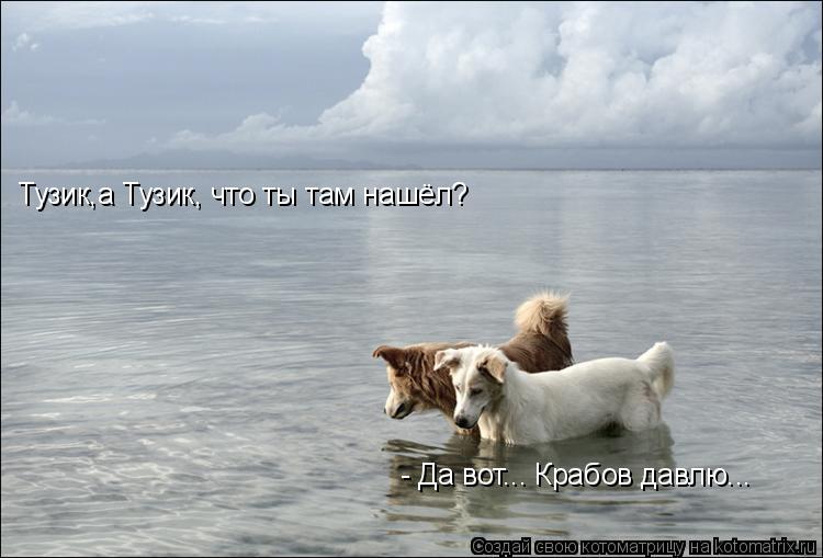 Тузик,а Тузик, что ты там нашёл? - Да вот... Крабов давлю...... Котоматрица: Тузик,а Тузик, что ты там нашёл? - Да вот... Крабов давлю...