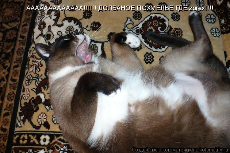 ААААААААААААА!!!!!! ДОЛБАНОЕ ПОХМЕЛЬЕ ГДЕ zorex!!!!... Котоматрица: ААААААААААААА!!!!!! ДОЛБАНОЕ ПОХМЕЛЬЕ ГДЕ zorex!!!!