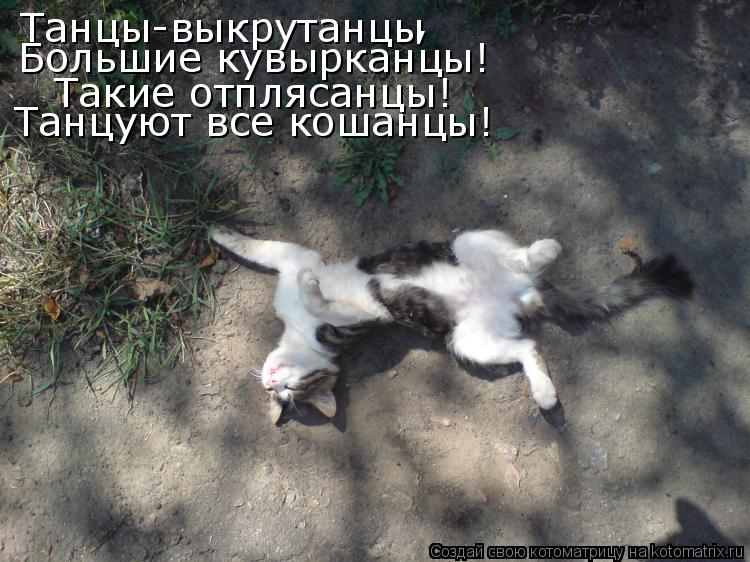 Танцы-выкрутанцы Большие кувырканцы! Такие отплясанцы! Танцуют все кошанцы! ,... Котоматрица: Танцы-выкрутанцы Большие кувырканцы! Такие отплясанцы! Танцуют все кошанцы! ,
