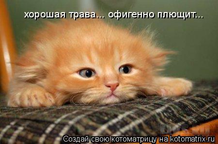 Котоматрица: хорошая трава... офигенно плющит...