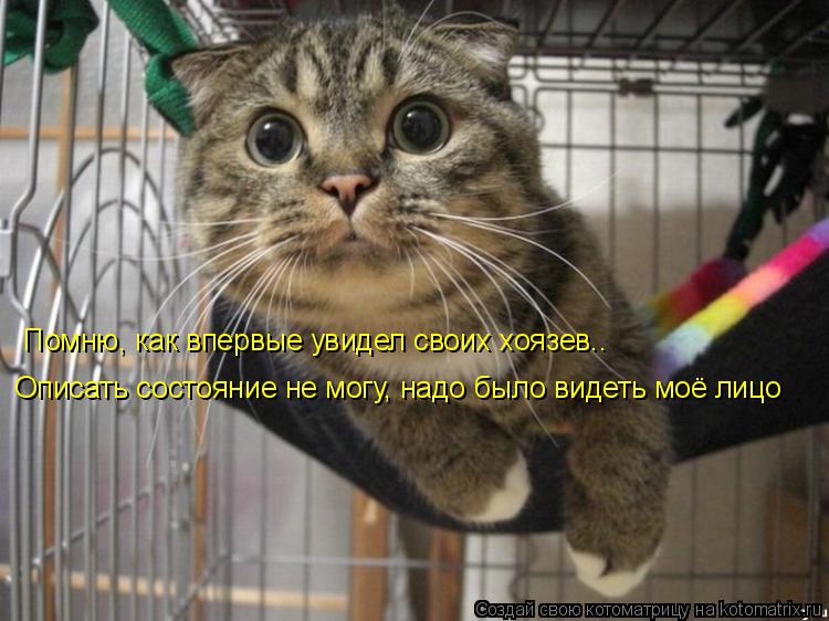 Помню, как впервые увидел своих хоязев.. Описать состояние не могу, надо было видеть моё лицо... Котоматрица: Помню, как впервые увидел своих хоязев.. Описать состояние не могу, надо было видеть моё лицо