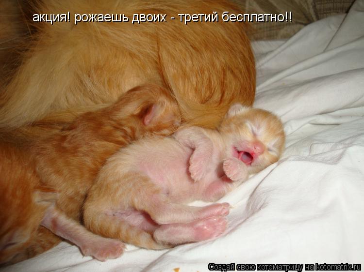 акция! рожаешь двоих - третий бесплатно!!... Котоматрица: акция! рожаешь двоих - третий бесплатно!!