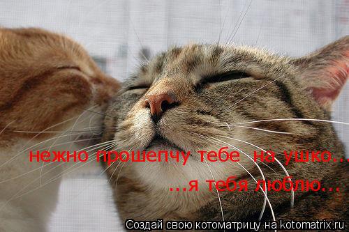 нежно прошепчу тебе на ушко...я тебя люблю... ...я тебя люблю...... Котоматрица: нежно прошепчу тебе на ушко...я тебя люблю... ...я тебя люблю...