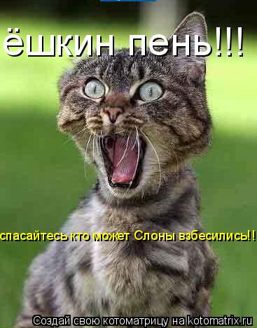 спасайтесь кто может Слоны взбесились!!!!!!! ёшкин пень!!!... Котоматрица: спасайтесь кто может Слоны взбесились!!!!!!! ёшкин пень!!!