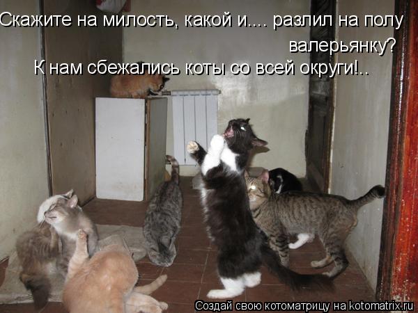 Скажите на милость, какой и.... разлил на полу валерьянку? К нам сбежались коты со всей округи!..... Котоматрица: Скажите на милость, какой и.... разлил на полу валерьянку? К нам сбежались коты со всей округи!..