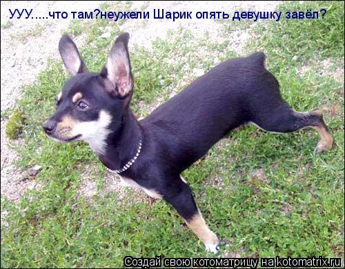 УУУ.....что там?неужели Шарик опять девушку завёл?... Котоматрица: УУУ.....что там?неужели Шарик опять девушку завёл?