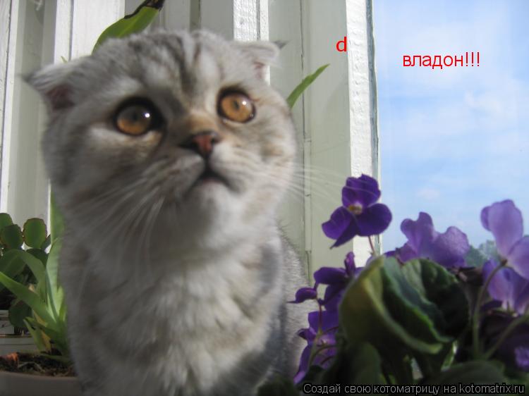 d владон!!!... Котоматрица: d владон!!!