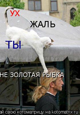 Котоматрица: УХ ЖАЛЬ ТЫ НЕ ЗОЛОТАЯ РЫБКА