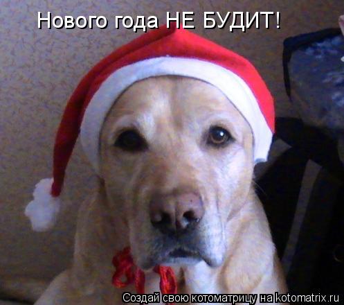 Котоматрица: Нового года НЕ БУДИТ!