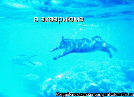 в аквариюме... Котоматрица: в аквариюме