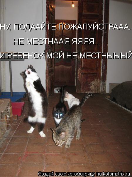 НУ, ПОДААЙТЕ ПОЖАЛУЙСТВААА.... НЕ МЕСТНААЯ ЯЯЯЯ... И РЕБЕНОК МОЙ НЕ МЕСТНЫЫЫЙ,,,,... Котоматрица: НУ, ПОДААЙТЕ ПОЖАЛУЙСТВААА.... НЕ МЕСТНААЯ ЯЯЯЯ... И РЕБЕНОК МОЙ НЕ МЕСТНЫЫЫЙ,,,,