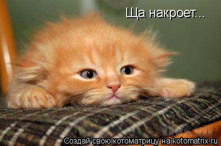 Котоматрица: Ща накроет...