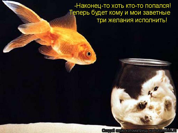 -Наконец-то хоть кто-то попался! Теперь будет кому и мои заветные три желания исполнить!... Котоматрица: -Наконец-то хоть кто-то попался! Теперь будет кому и мои заветные три желания исполнить!