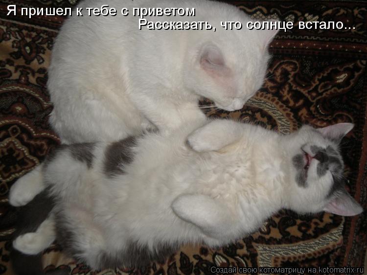 Я пришел к тебе с приветом Рассказать, что солнце встало...... Котоматрица: Я пришел к тебе с приветом Рассказать, что солнце встало...