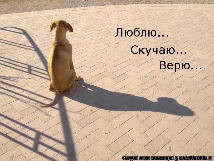 Люблю... Скучаю... Верю...... Котоматрица: Люблю... Скучаю... Верю...