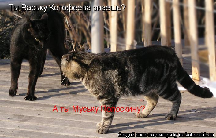 Ты Ваську Котофеева знаешь? А ты Муську Полоскину?... Котоматрица: Ты Ваську Котофеева знаешь? А ты Муську Полоскину?