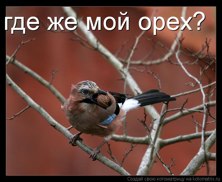 где же мой орех?... Котоматрица: где же мой орех?