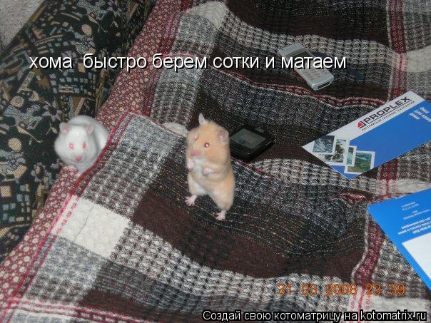 хома быстро берем сотки и матаем... Котоматрица: хома быстро берем сотки и матаем