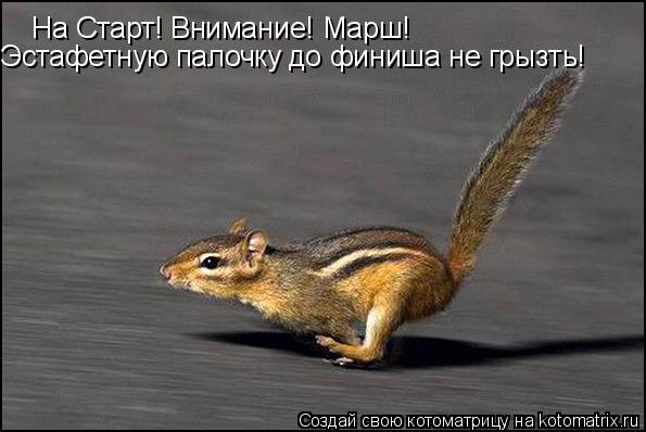 На Старт! Внимание! Марш! Эстафетную палочку до финиша не грызть!... Котоматрица: На Старт! Внимание! Марш! Эстафетную палочку до финиша не грызть!