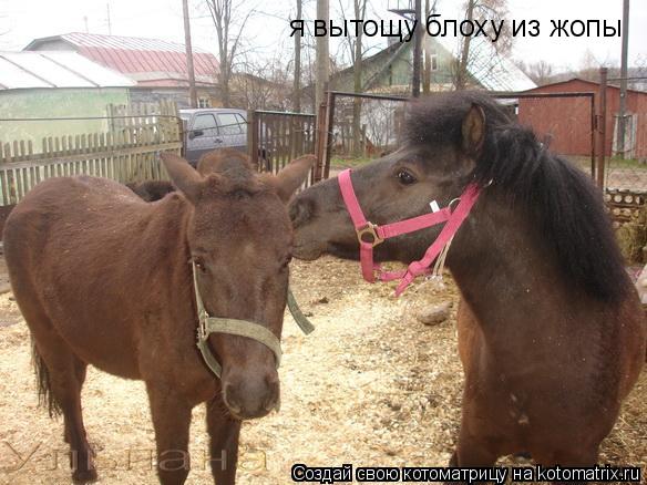 я вытощу блоху из жопы... Котоматрица: я вытощу блоху из жопы