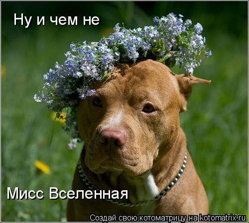 Ну и чем не Мисс Вселенная... Котоматрица: Ну и чем не Мисс Вселенная