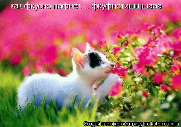 как фкусно пафнет.... фкуфнотишшшааа... Котоматрица: как фкусно пафнет.... фкуфнотишшшааа