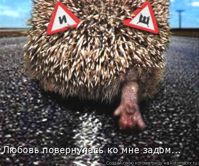 Любовь повернулась ко мне задом...... Котоматрица: Любовь повернулась ко мне задом...