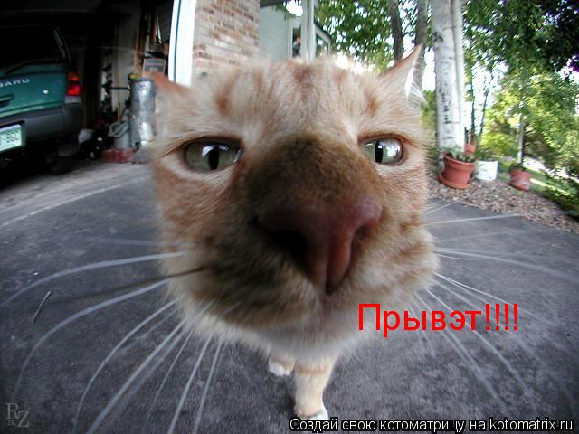 Прывэт!!!!... Котоматрица: Прывэт!!!!