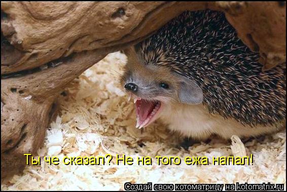 Ты че сказал? Не на того ежа напал!... Котоматрица: Ты че сказал? Не на того ежа напал!
