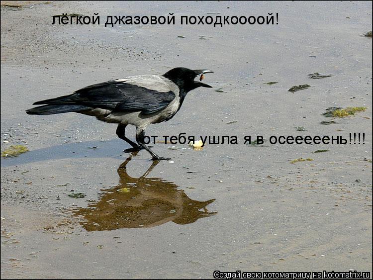 лёгкой джазовой походкоооой! от тебя ушла я в осееееень!!!!... Котоматрица: лёгкой джазовой походкоооой! от тебя ушла я в осееееень!!!!