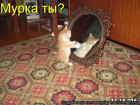 Мурка ты?... Котоматрица: Мурка ты?