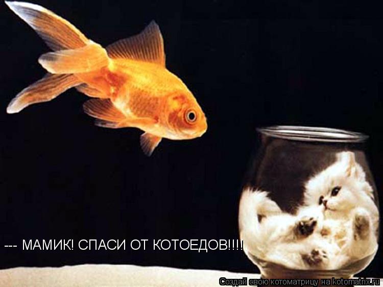 --- МАМИК! СПАСИ ОТ КОТОЕДОВ!!!!... Котоматрица: --- МАМИК! СПАСИ ОТ КОТОЕДОВ!!!!