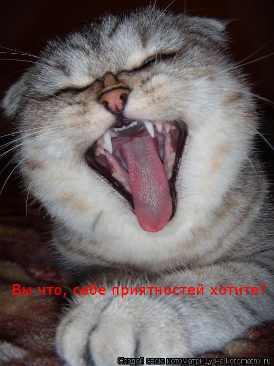 Вы что, себе приятностей хотите?... Котоматрица: Вы что, себе приятностей хотите?