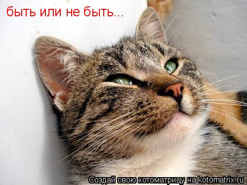 быть или не быть...... Котоматрица: быть или не быть...
