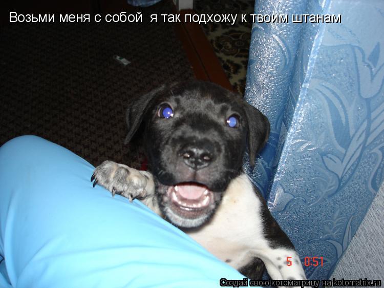 Возьми меня с собой я так подхожу к твоим штанам... Котоматрица: Возьми меня с собой я так подхожу к твоим штанам