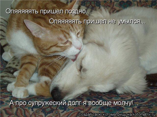 Котоматрица: Опяяяяять пришел поздно... Опяяяяять пришел не умылся... А про супружеский долг я вообще молчу!...