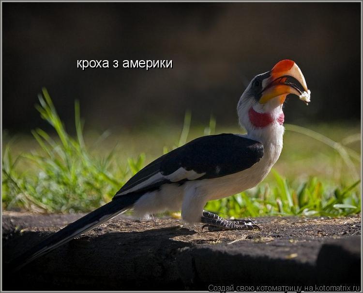 кроха з америки... Котоматрица: кроха з америки