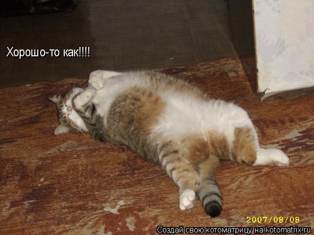 Хорошо-то как!!!!... Котоматрица: Хорошо-то как!!!!