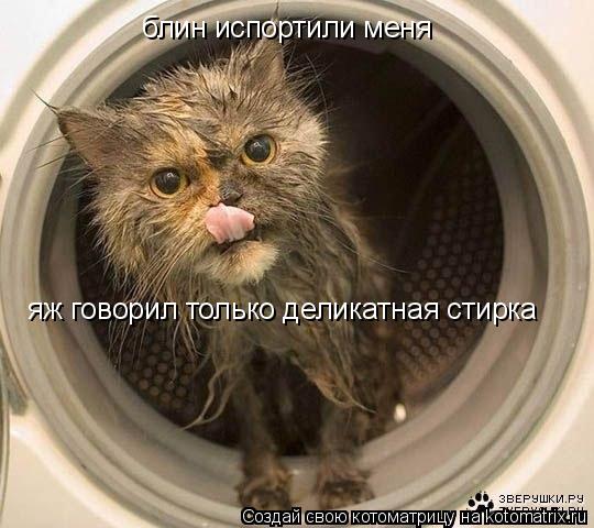 Котоматрица: блин испортили меня яж говорил только деликатная стирка