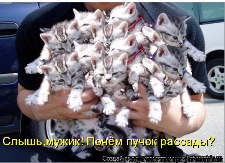 Слышь,мужик! Почём пучок рассады?... Котоматрица: Слышь,мужик! Почём пучок рассады?