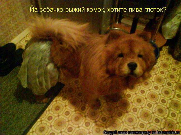 Котоматрица: Йа собачко-рыжий комок, хотите пива глоток?