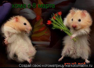 хома с 8 марта... Котоматрица: хома с 8 марта